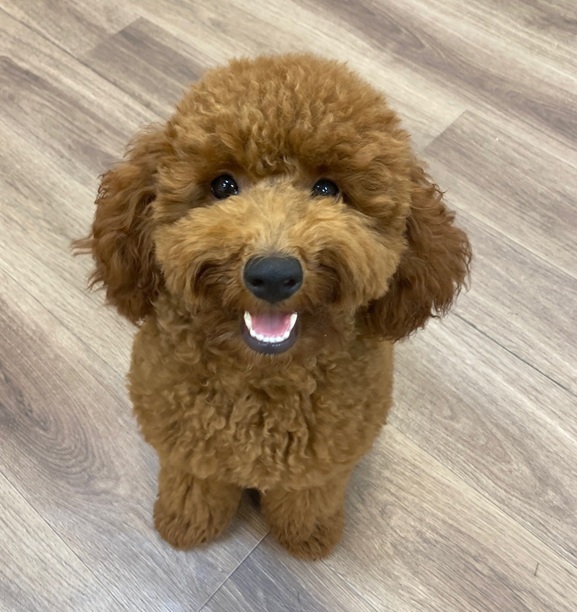 シャーロットちゃん